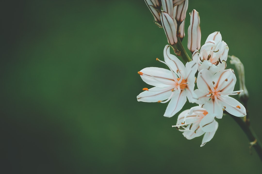 Remembering Loved Ones: Revels Funeral Home Obituaries