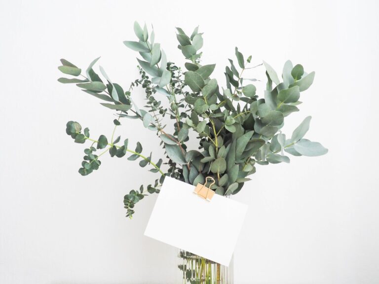 Discover the Benefits of Licorice Plant in Your Garden