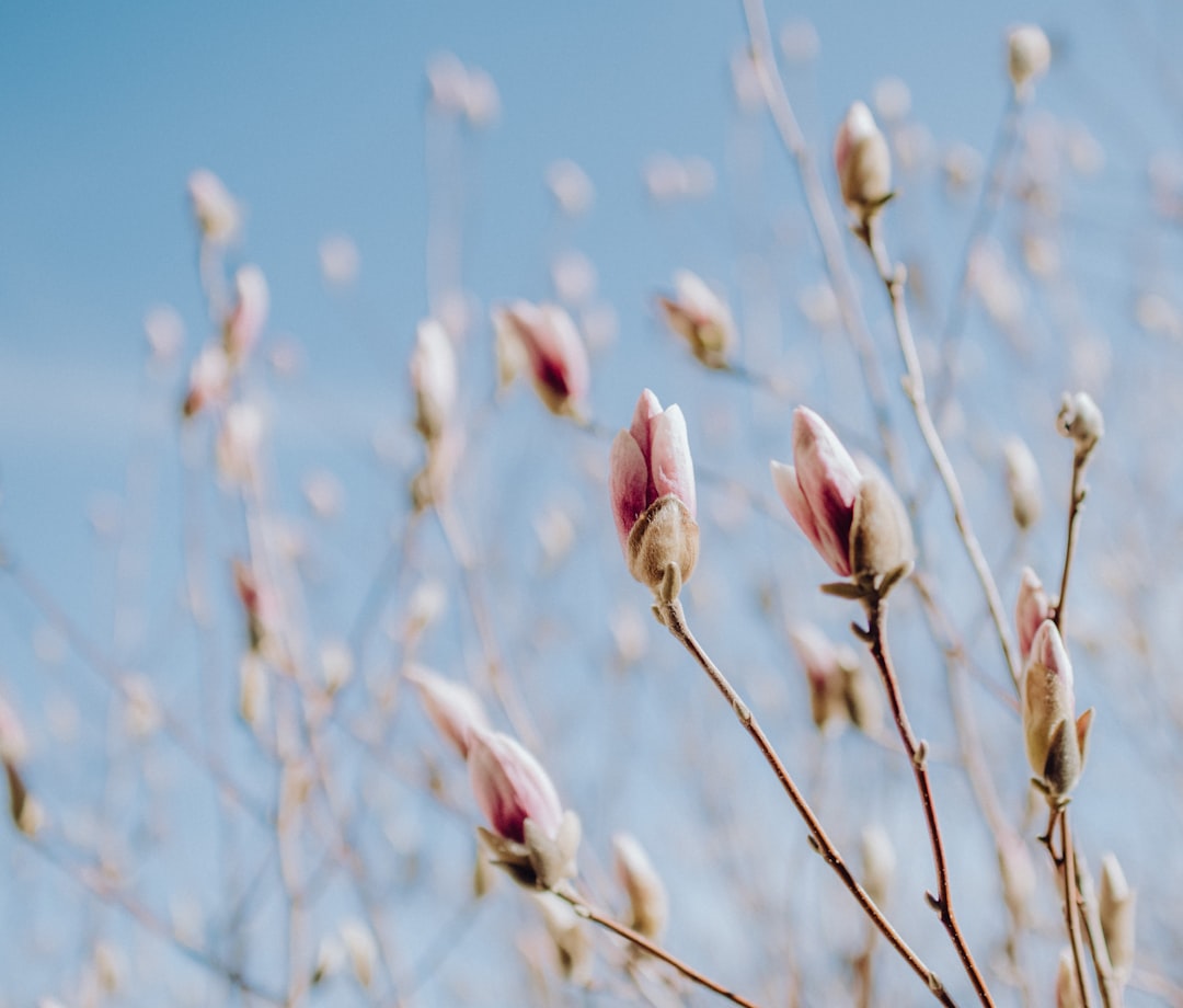 Letcher Funeral Home: Providing Compassionate Services for Your Loved Ones
