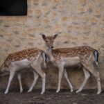 Wildlife Encounters: Exploring Forest Creatures Beyond Deer