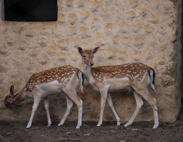 Wildlife Encounters: Exploring Forest Creatures Beyond Deer