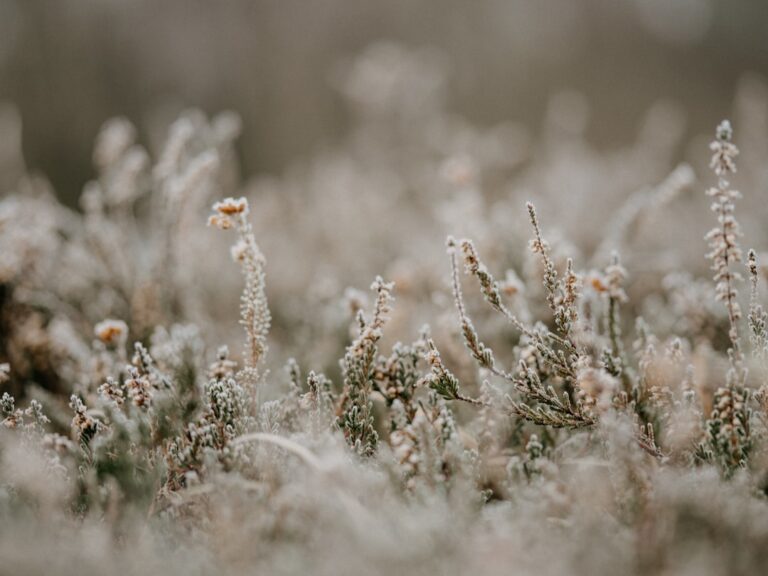 Preparing for the Freeze: Watch Out for Frosty Weather
