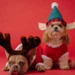 Max: The Loyal Companion in the Grinch’s World