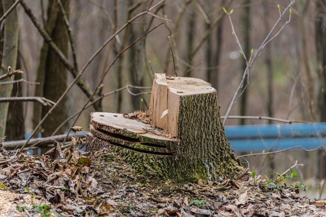 Ultimate Guide to the Stihl MS170: Everything You Need to Know