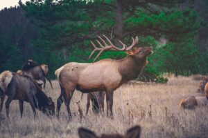 Georgia Deer Season 2023: What Hunters Need to Know